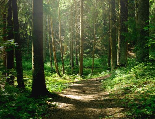 Intervento SRD15 “Investimenti produttivi forestali” –  Regione Emilia-Romagna