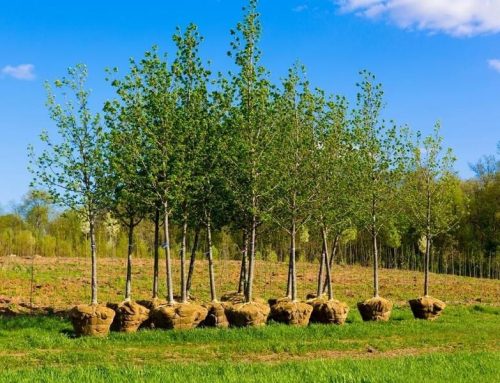 2 – Emilia Romagna – Intervento SRA28-ACA28 “Sostegno per mantenimento della forestazione/imboschimento e sistemi agroforestali” (CoPSR 2023-2027)